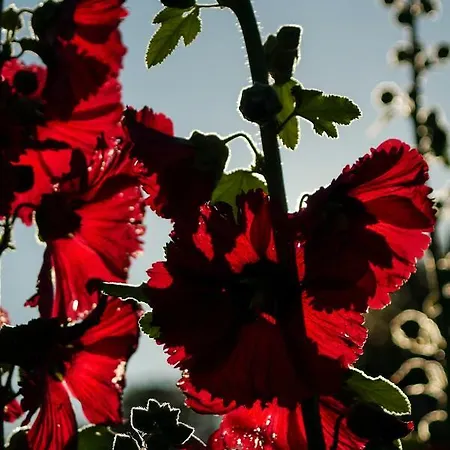 Tenuta Il Grifo Bed & Breakfast *