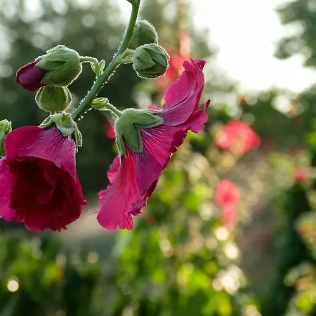 Bed & Breakfast Tenuta Il Grifo Tiggiano