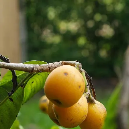 Tenuta Il Grifo Nocleg ze śniadaniem *